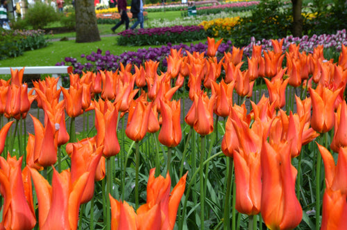 Tulipe Ballerina - Bulbes à Fleurs | DutchGrown™