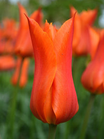 Tulipe Ballerina