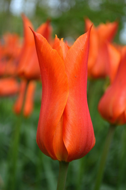 bulbes de tulipes - Tulipe Ballerina - Livraison en France