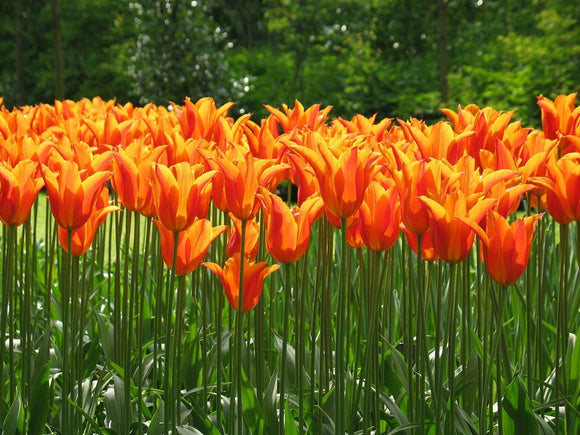 Tulipes Orange - Tulipes Ballerina Bulbes - DutchGrown™