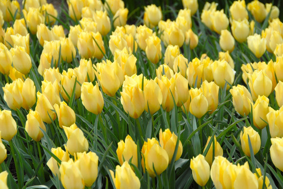 Tulipe Bulbes - Battalini Bright Gem