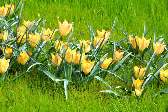 Tulipes miniatures Battalini Bright Gem - DutchGrown™