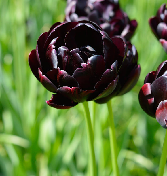 Bulbes de tulipes de Hollande - Black Hero