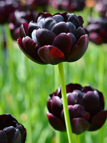 Tulipe Black Hero
