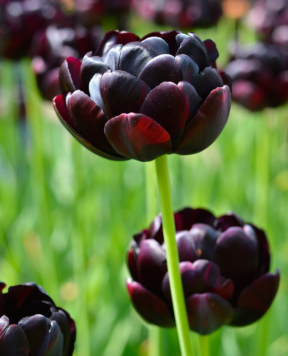 Black Hero - Bulbes à fleurs de DutchGrown™