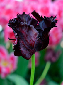 Tulipe Black Parrot