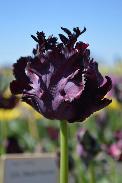 Tulipe Black Parrot - Livraison en France