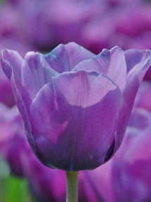 Tulipe Blue Aimable