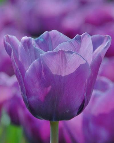 Acheter des bulbes de tulipes - Tulipe Blue Aimable
