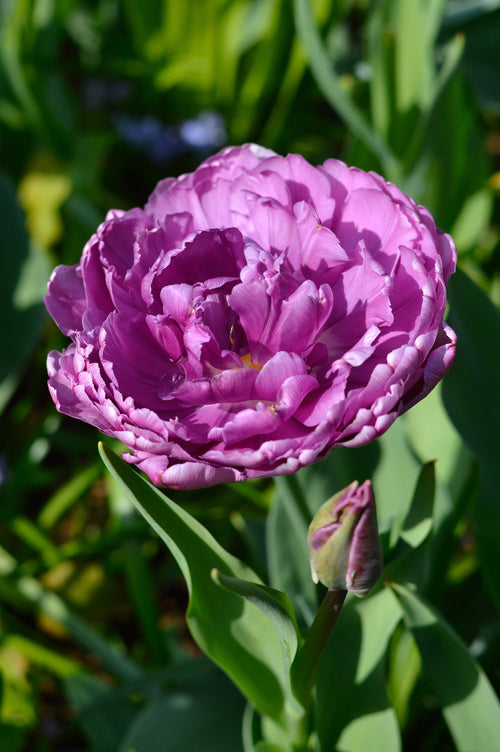 Bulbes de tulipes - Blue Diamond