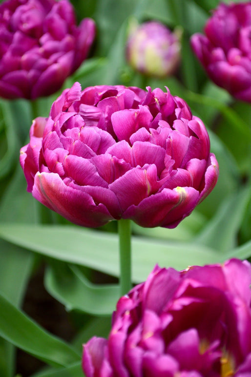 Tulipe Blue Diamond - Bulbes à Fleurs | DutchGrown™