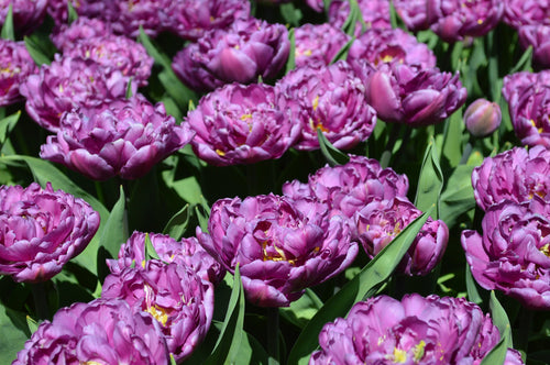 bulbes de tulipes - Blue Diamond - Livraison en France