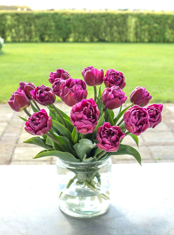Tulipe Blue Diamond - Bulbes à fleurs de DutchGrown™