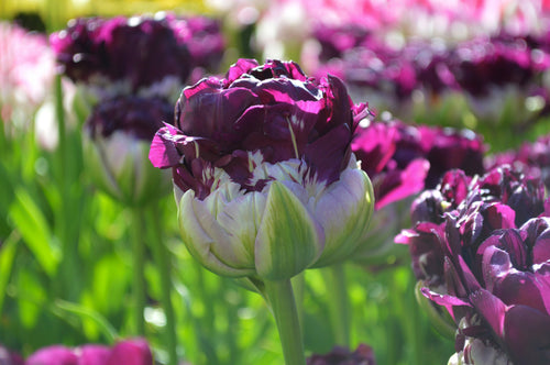 Tulipe Blue Wow - Bulbes de tulipes de Hollande