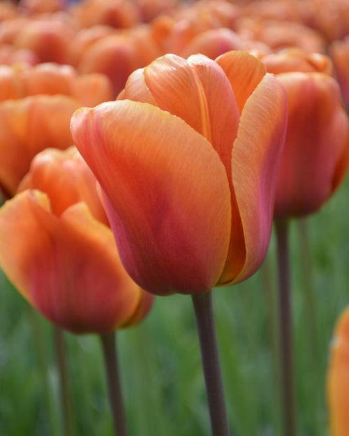 Tulipe Brown Sugar - Bulbes de tulipes de Hollande