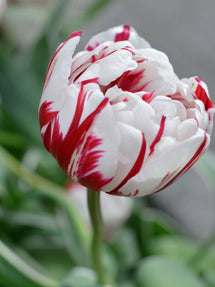 Tulipe Carnival de Nice