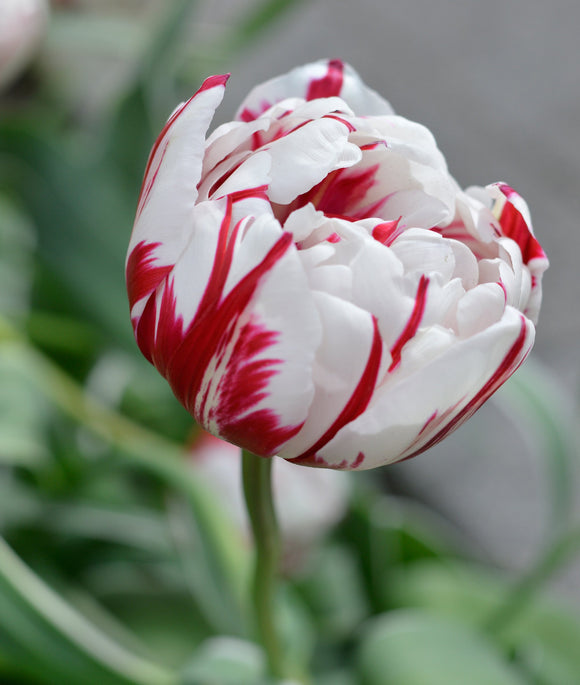 Tulipe Bulbes - Carnival de Nice de DutchGrown™