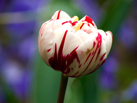Tulipe carnival de nice - Bulbes à fleurs de DutchGrown™