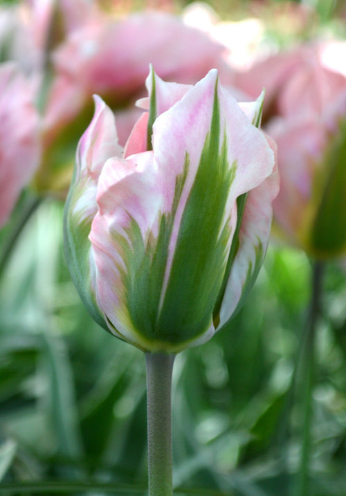 Bulbes de tulipes de Hollande - Livraison en France