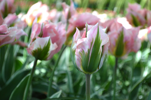 Tulipe China town - Livraison en France