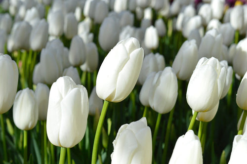 Tulipe Clearwater - bulbes de tulipes blanches