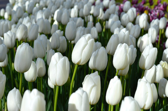 Tulipe Clearwater - Bulbes de tulipes de Hollande - Livraison en France