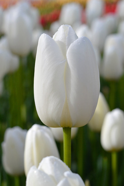 Bulbes de tulipes de Hollande - Tulipe Clearwater