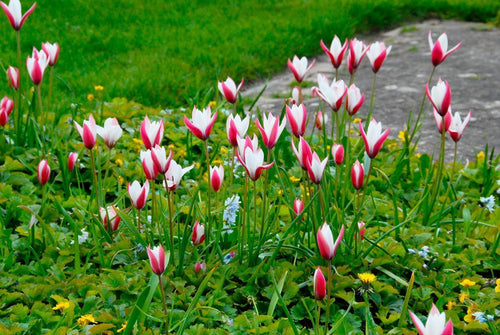 Tulipe Clusiana Peppermint Stick - Livraison en France