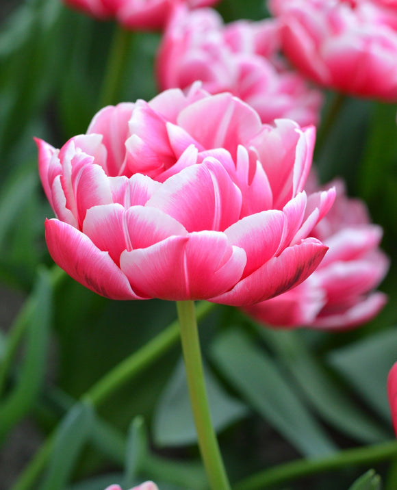 Tulipe Columbus Bulbes à Fleurs | DutchGrown™