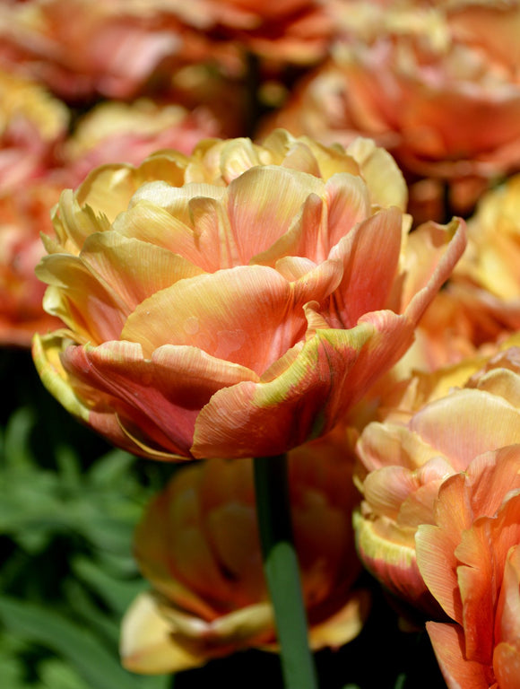 Peony Tulipe Copper Image - Bulbes à fleurs de DutchGrown™