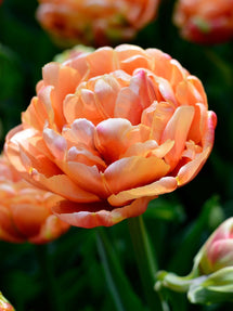 Tulipe Copper Image