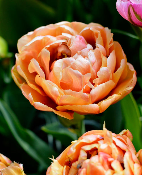 Acheter des bulbes de tulipes - Tulipe Copper Image
