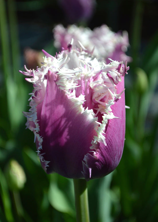 Acheter des bulbes de tulipes frangées - Tulipe Cummins