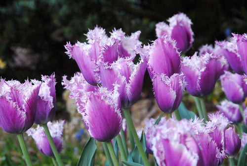 Tulipe Cummins - Livraison en France