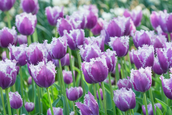Tulip Cummins - Bulbes à fleurs de DutchGrown™