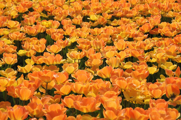 Bulbes de tulipes de Hollande - Tulipe Daydream