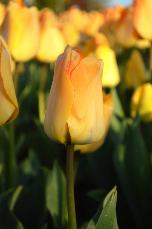 Tulipe Daydream - Bulbes à Fleurs | DutchGrown™