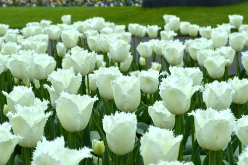 Tulipe Daytona - Bulbes de tulipes de Hollande