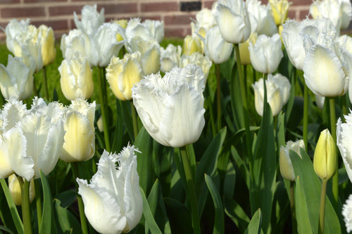 Tulipe Daytona - Livraison en France de hollande