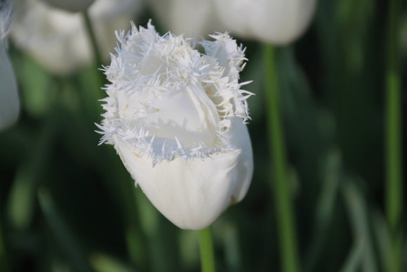 tulipes frangées Daytona blanc - Bulbes à fleurs de DutchGrown™