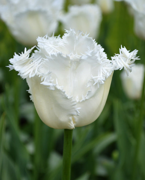 Tulipes frangées - Tulipe Daytona