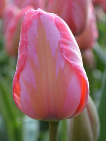 Tulipe Design Impression