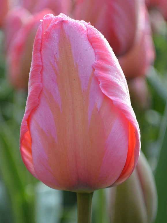 Tulipe Design Impression Bulbes de Hollande