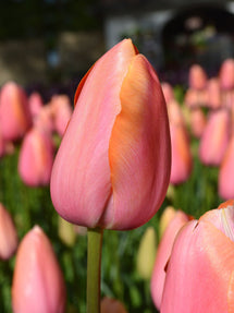 Tulipe Dordogne