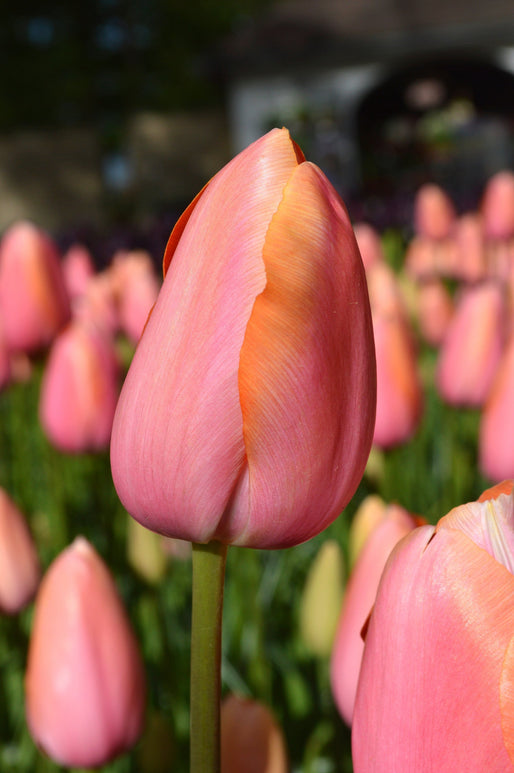 Acheter des bulbes de tulipes - Tulipe Dordogne