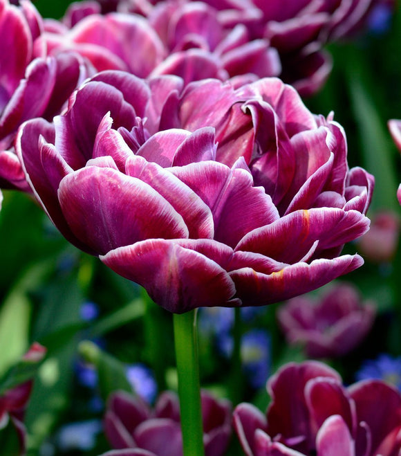 Bulbes de tulipes de Hollande - Dream Touch