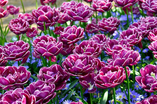 Tulipe Dream Touch - Bulbes à Fleurs | DutchGrown™