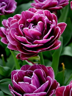 Tulipe Dream Touch