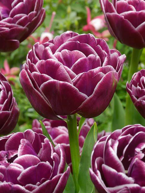 Dream Touch - Bulbes de tulipes de Hollande