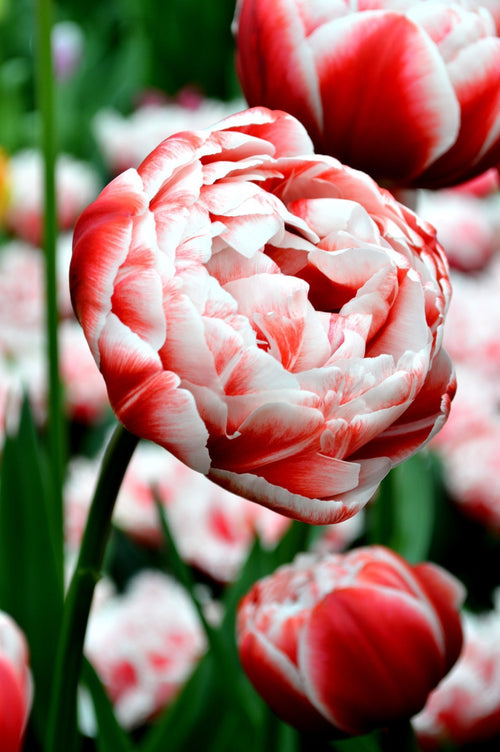 Tulipe Drumline - Bulbes à Fleurs